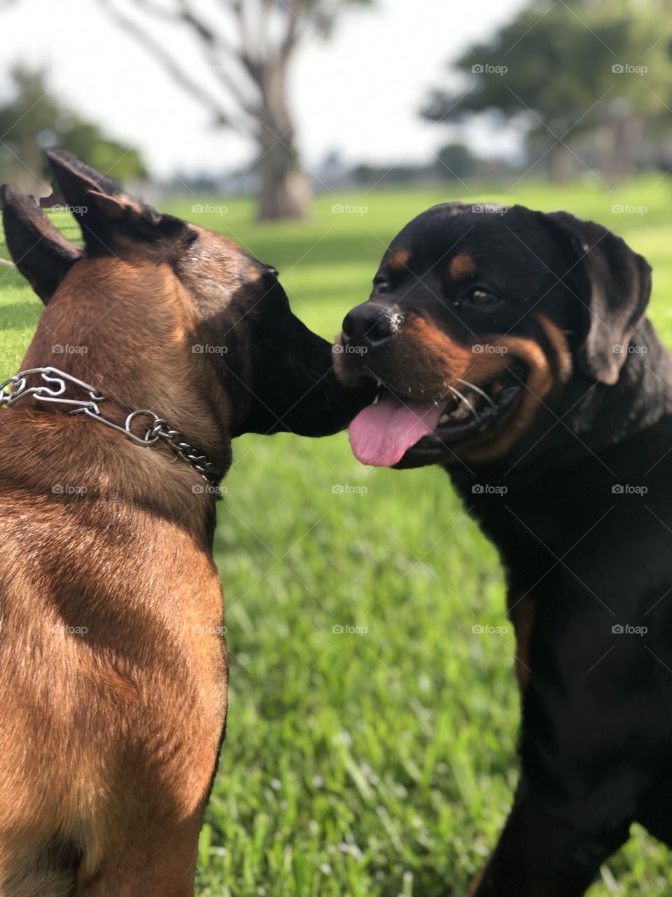 Doggie meet and greet at the park on a beautiful day