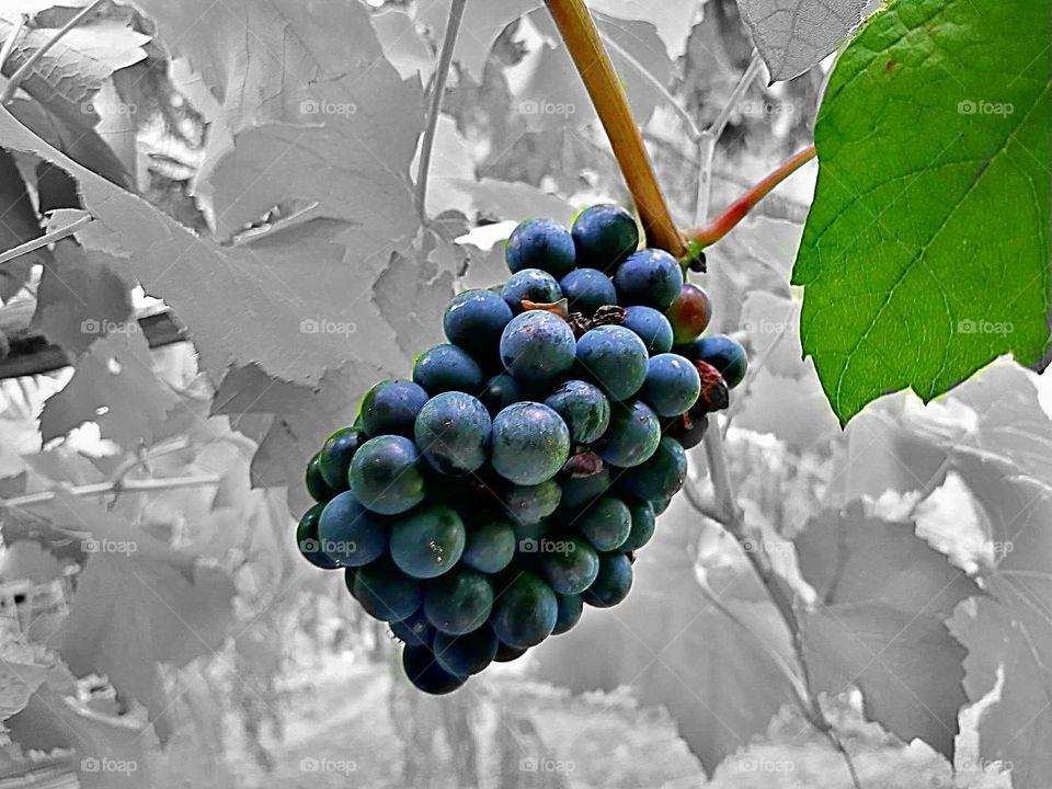 a cluster of black local and fresh grapes