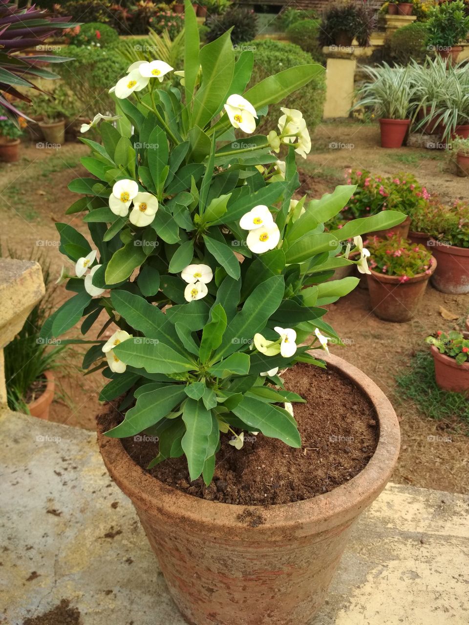 while Euphorbia