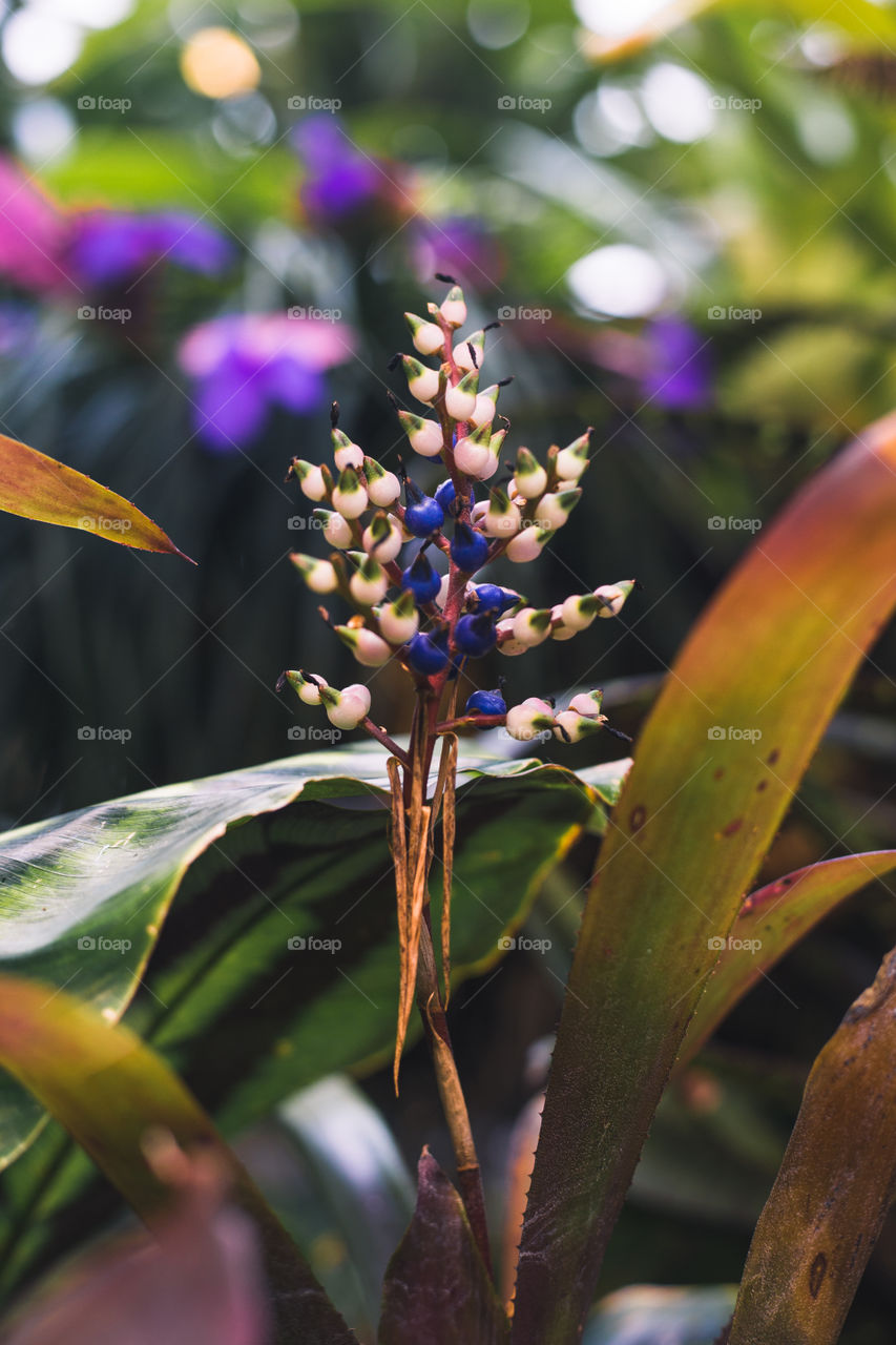 A vibrant colorful plant blossoming 