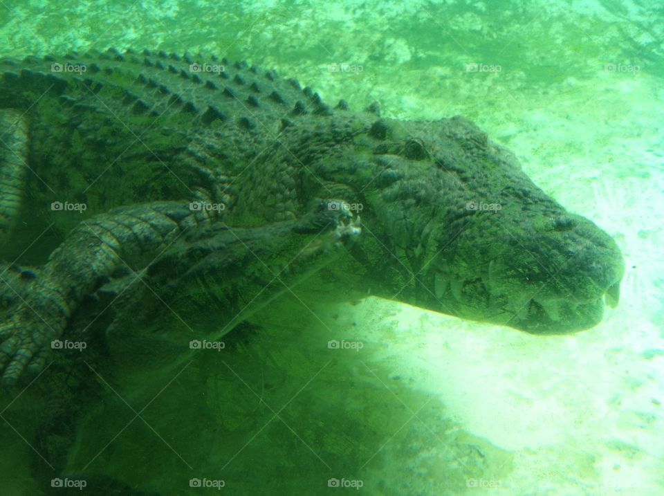 Crocodile . Gator farm