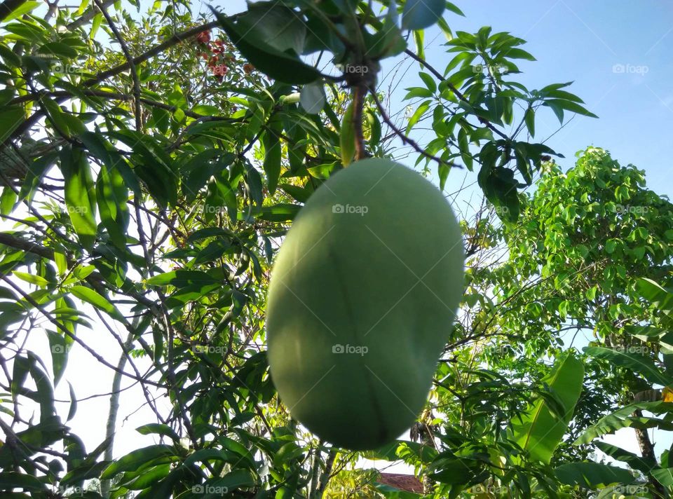 A Mango Will be delicious if maked to be pencok or rujak with taste sweet and wry.
