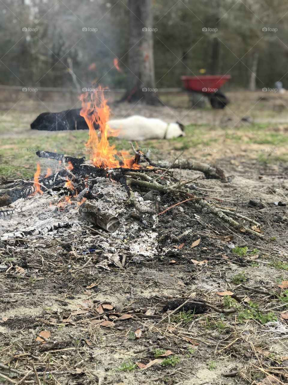 Farm dogs resting by the fire. 