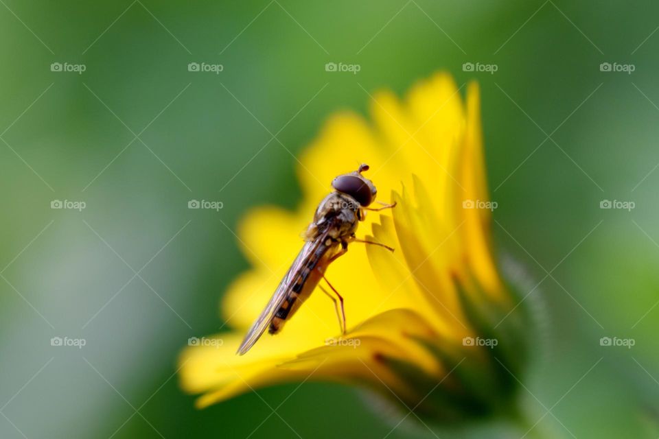 bee sitting on yellow flower