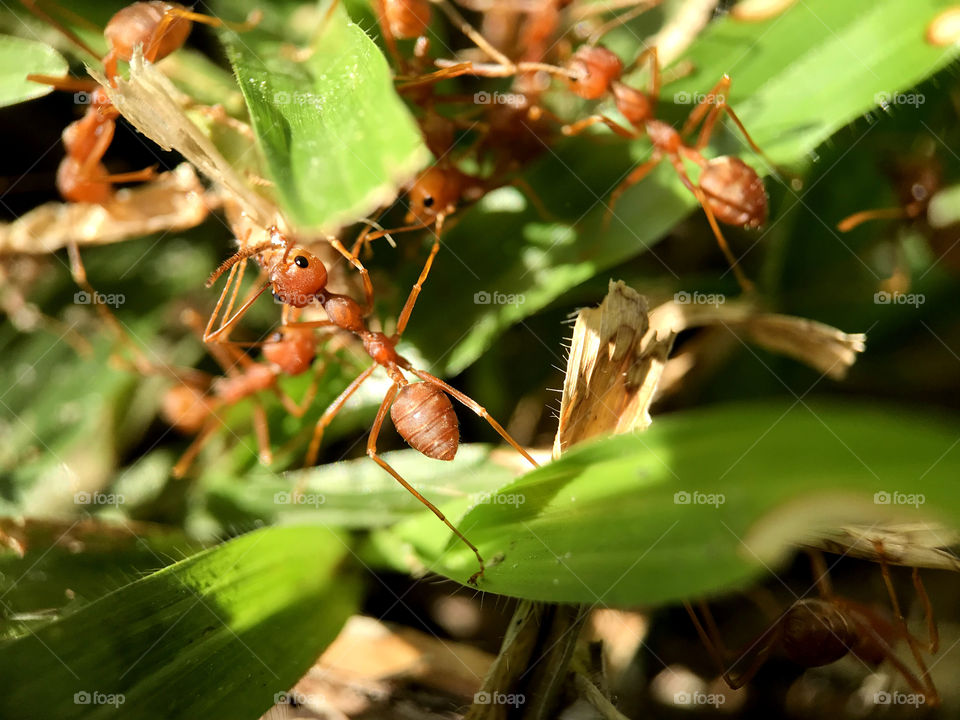 Seeing such a strong teamwork that every company dream of. Look cute, right? But if you look at the top corner at the left hand side...it's big insect that will be there dinner, I guess.
