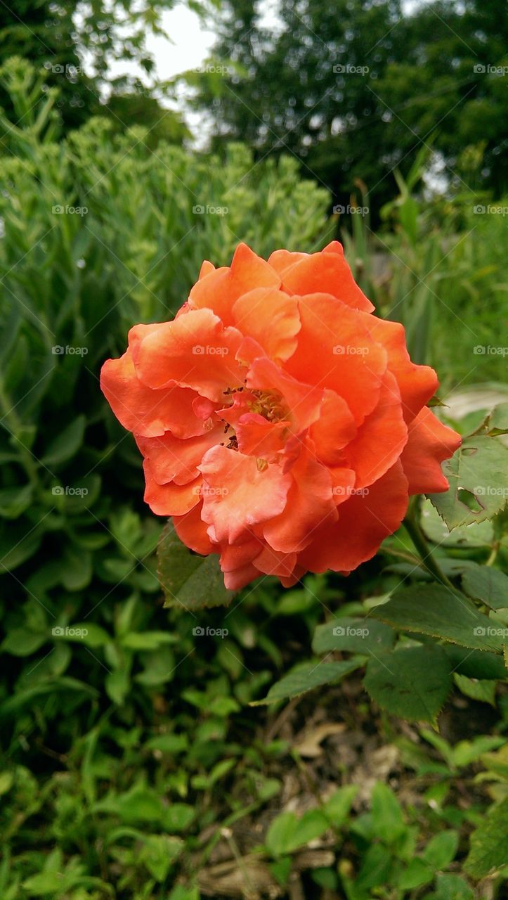 Vibrant rose. bright orange rose in a garden