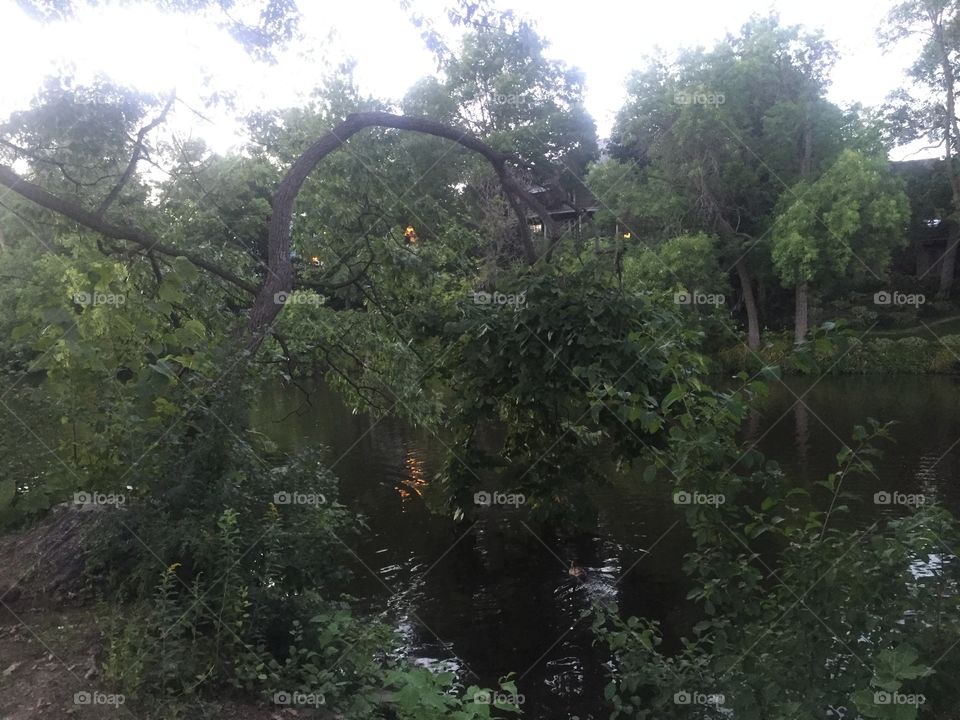 Tree leaning into the water
