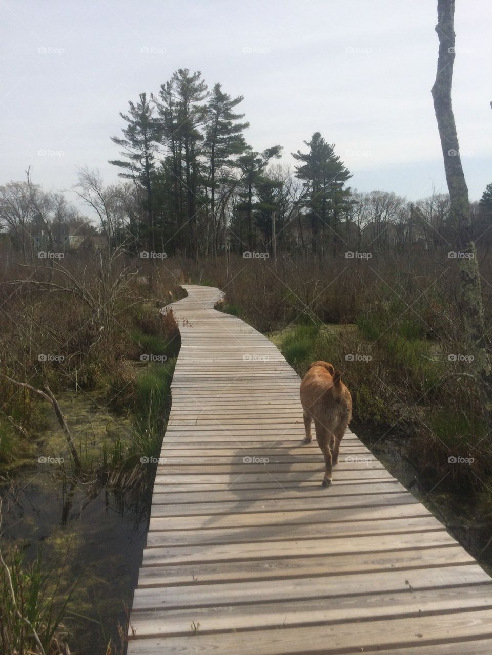 Boardwalk Dog