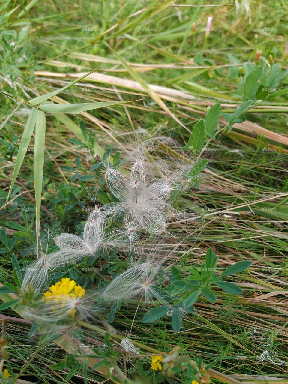 Amazing creation of nature