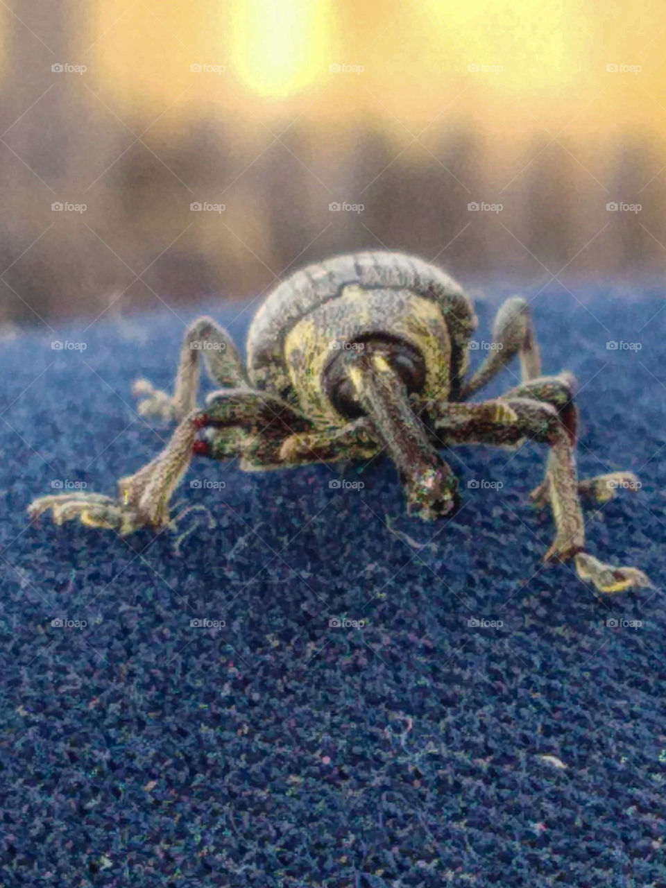 Жук слоник
Elephant beetle