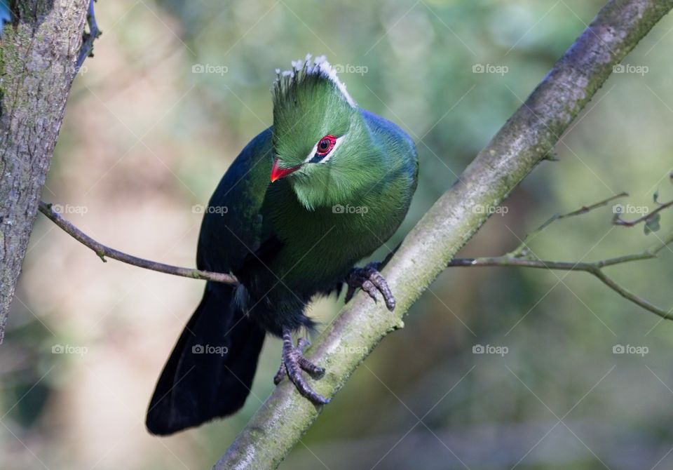 A beautiful green turaco bird on a tree branch at tropical birdland.