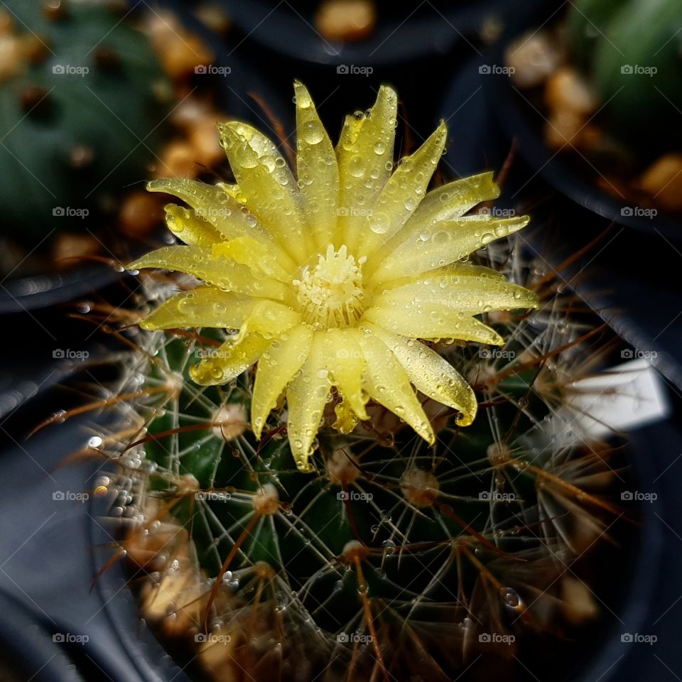 cactus blooming