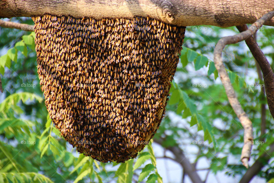 Huge honey hive, honey bees hive, wildlife