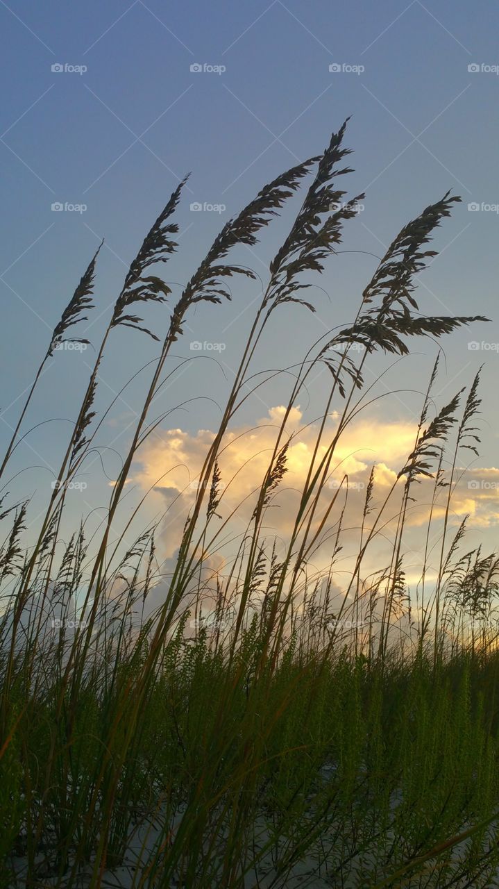 Plants growing on field against sky