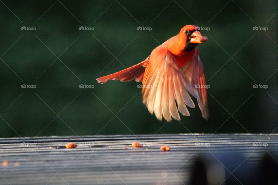 Cardinal in flight
