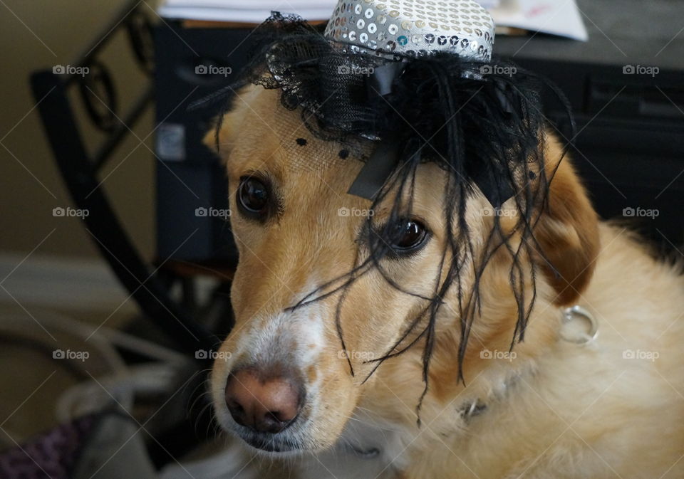 Close-up of a dog wearing hat