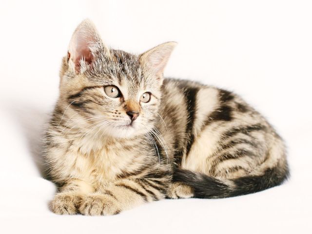 Cat white background
