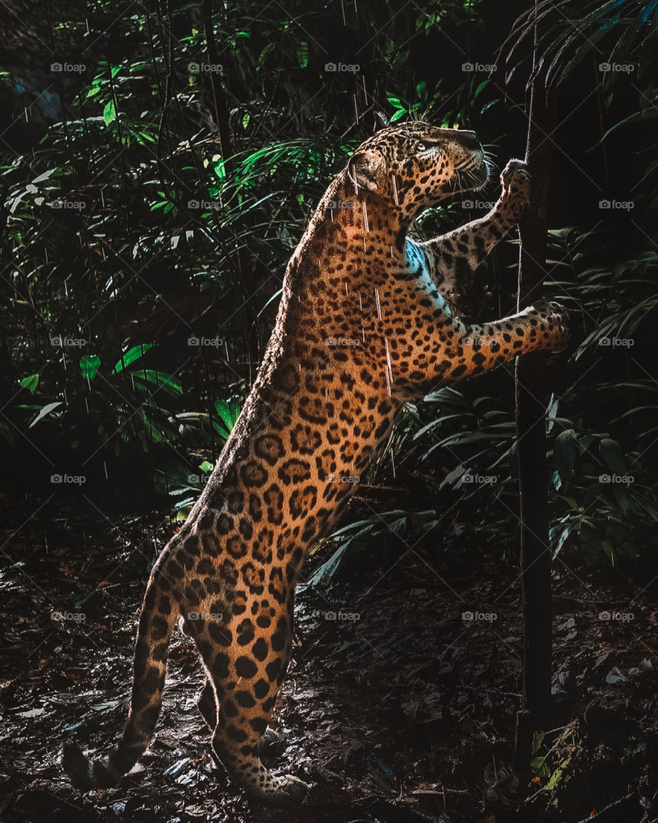 beautiful Jaguar in the Amazon, looking for food!