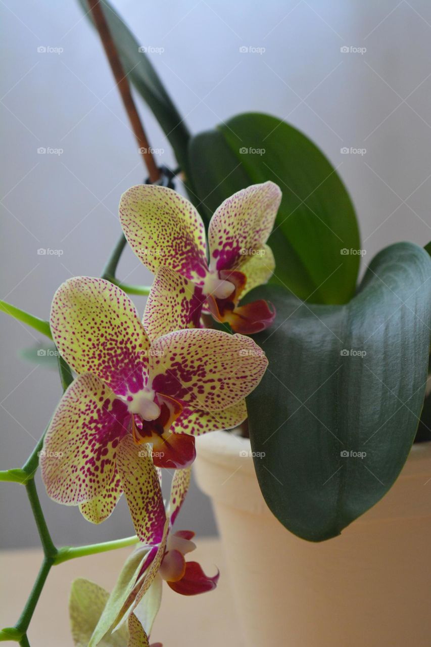 orchid flowers house plant