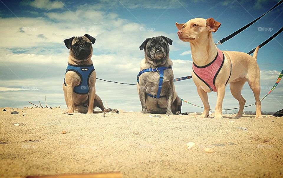 dogs at Beach