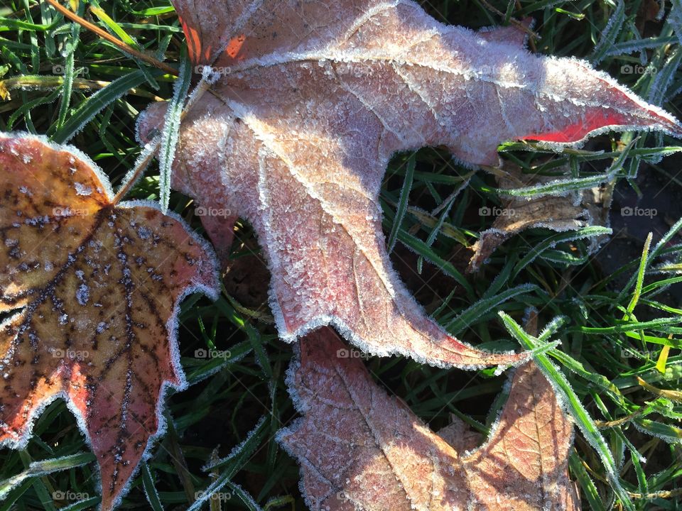 Frosted leaf