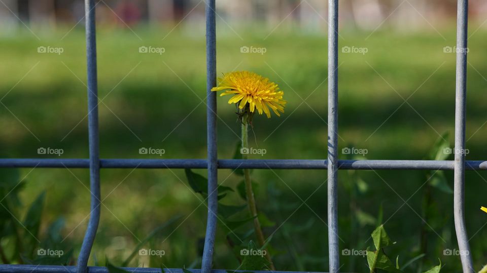 Flower behind the fence