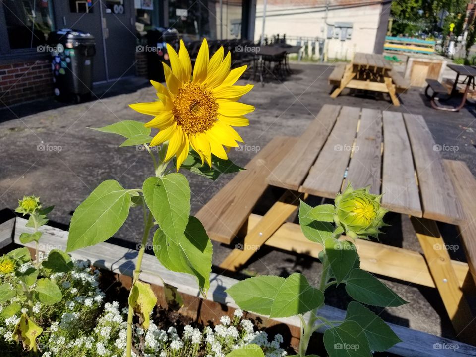 sunflower in the city
