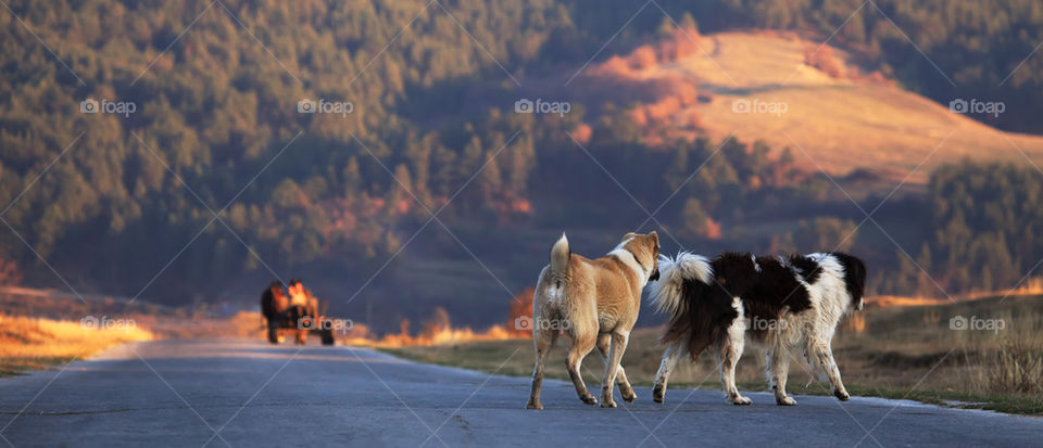 sunset panoramic landscape with two running dog