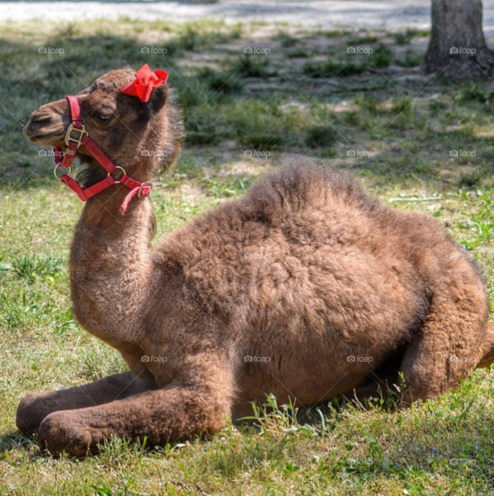 Precious baby camel ready for her closeup.