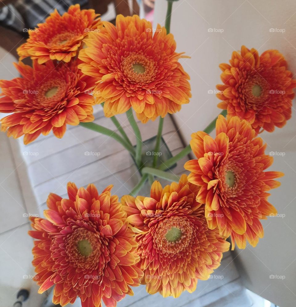 orange gerbera flowers from above