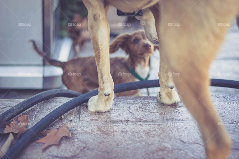 Mini long haired dapple dachshund puppy looking up at larger dog