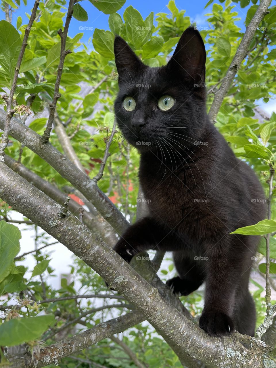Black cat in a tree