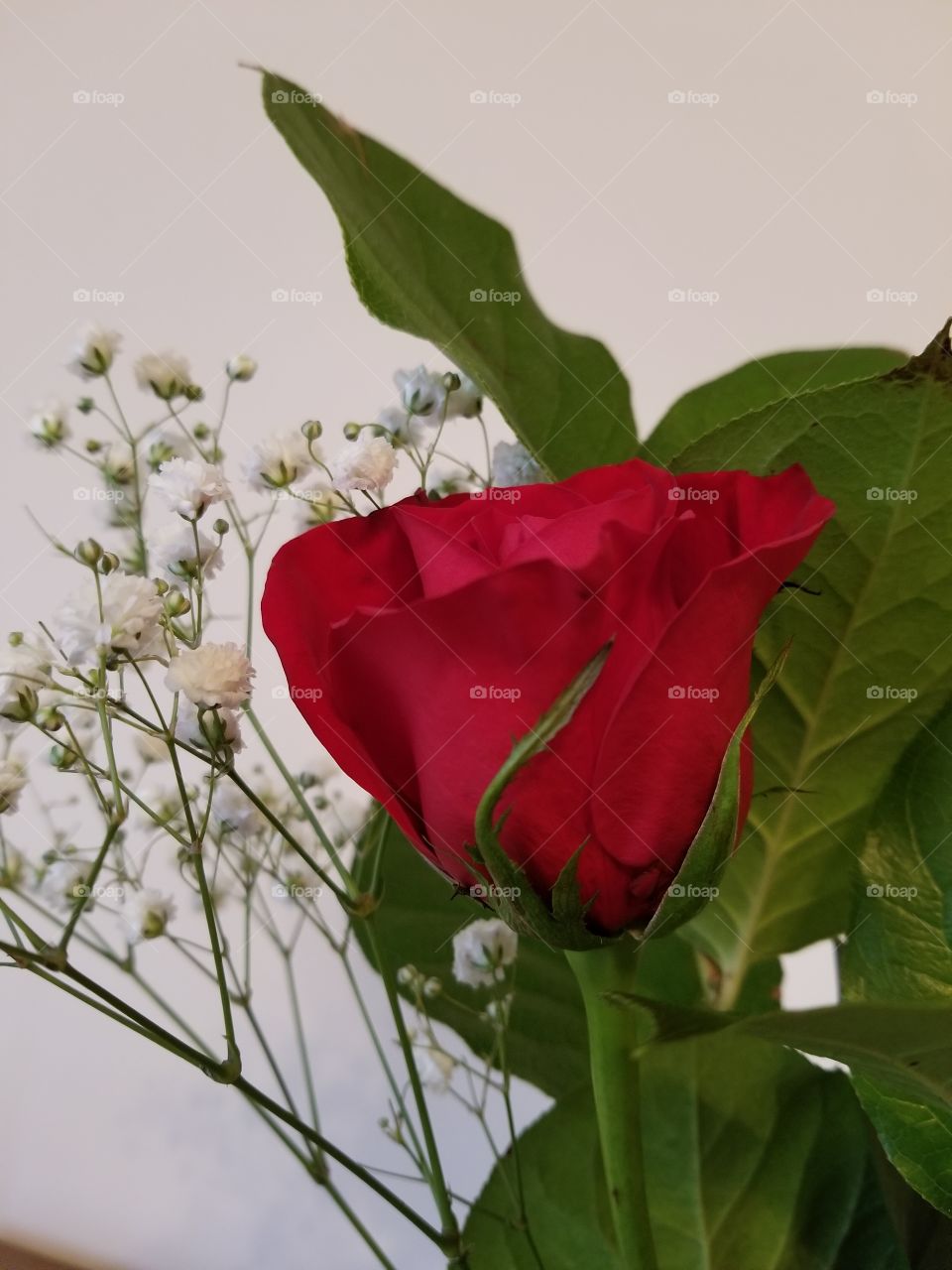 single red rose with foliage and baby's breath.