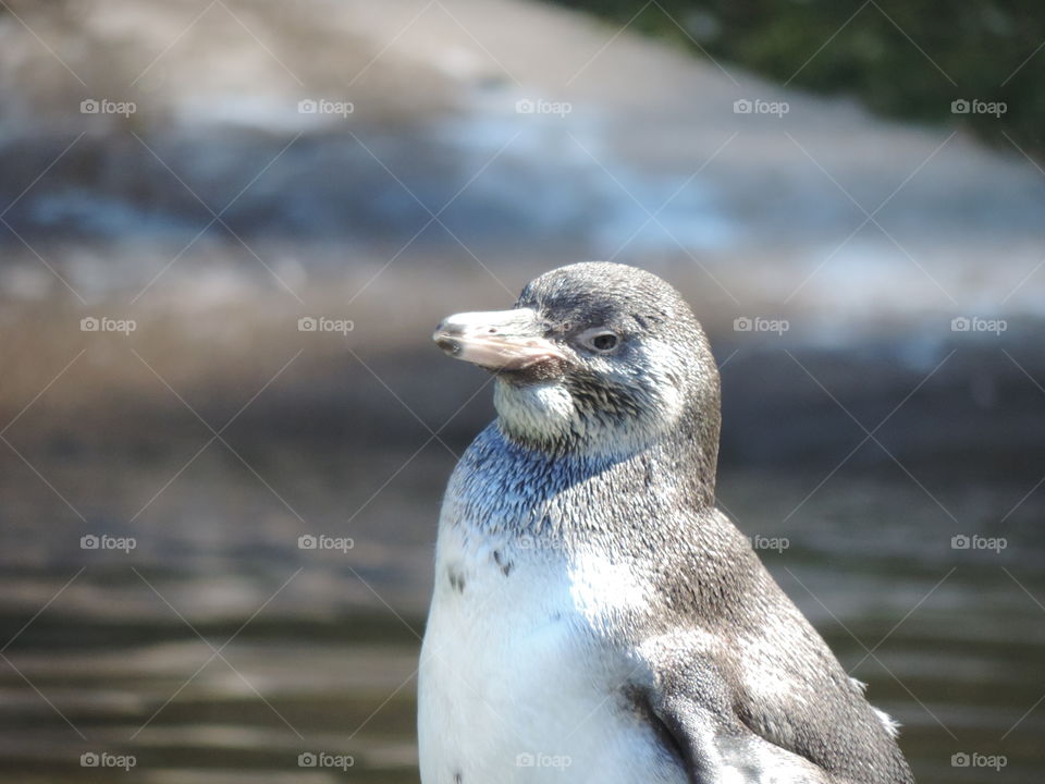 Humboldt penguin 