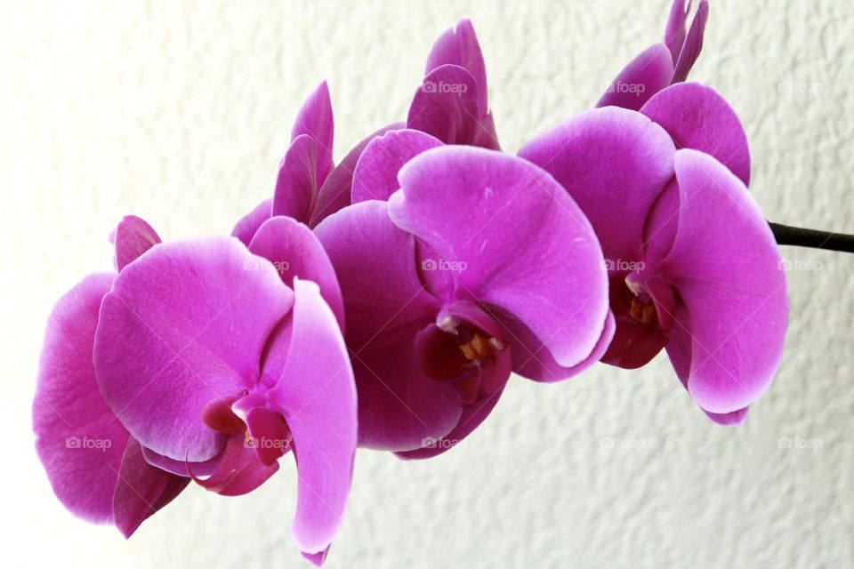 Pink orchid in a row