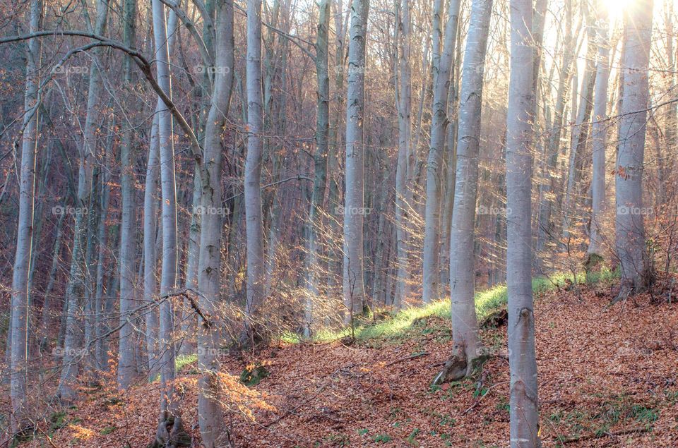 Autumn Landscape