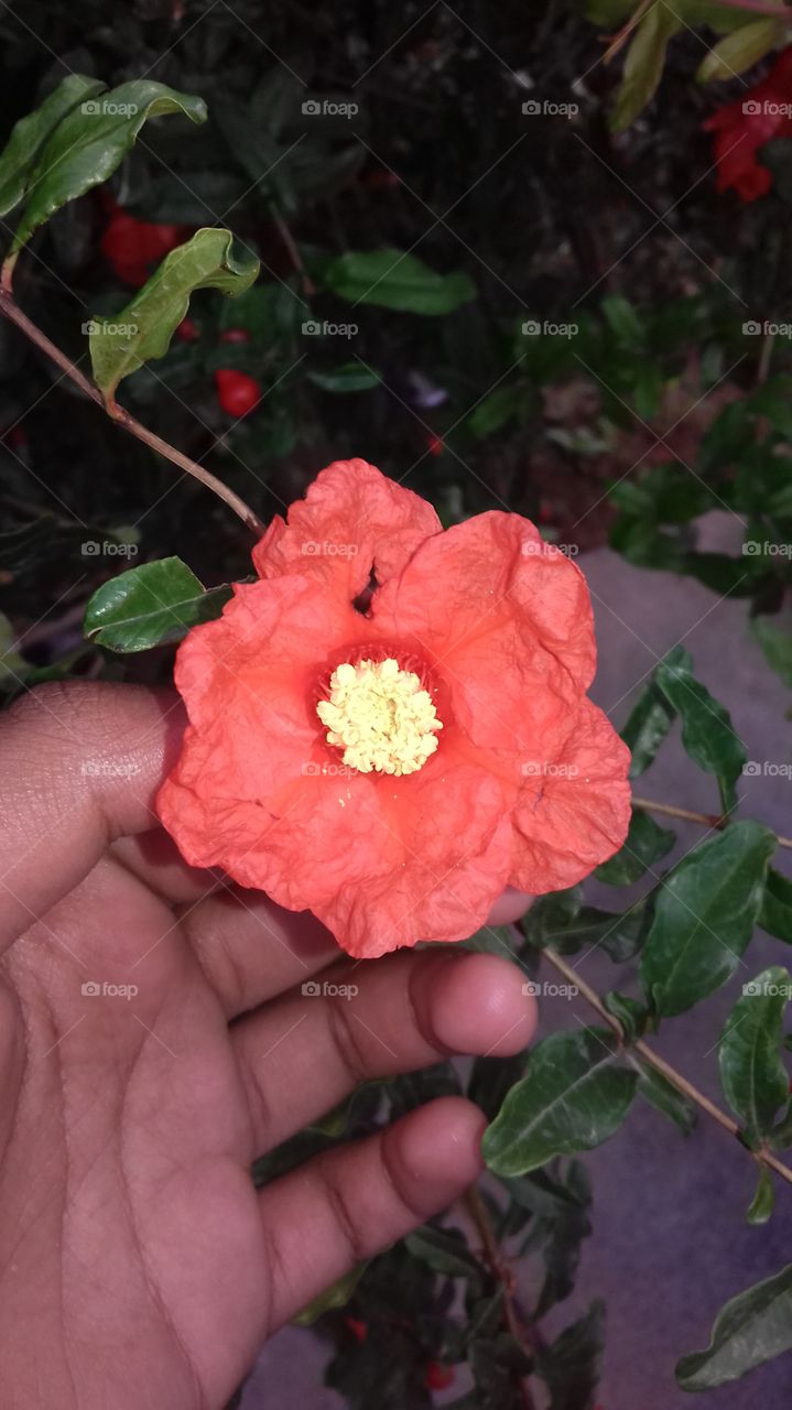 orange flower