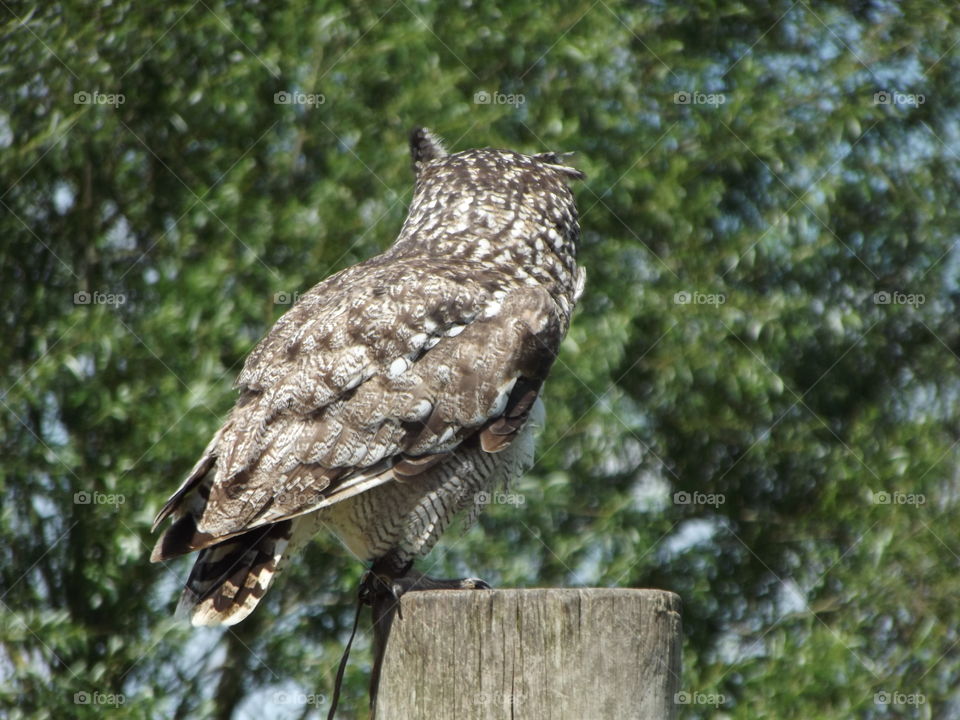 Owl Looking Away