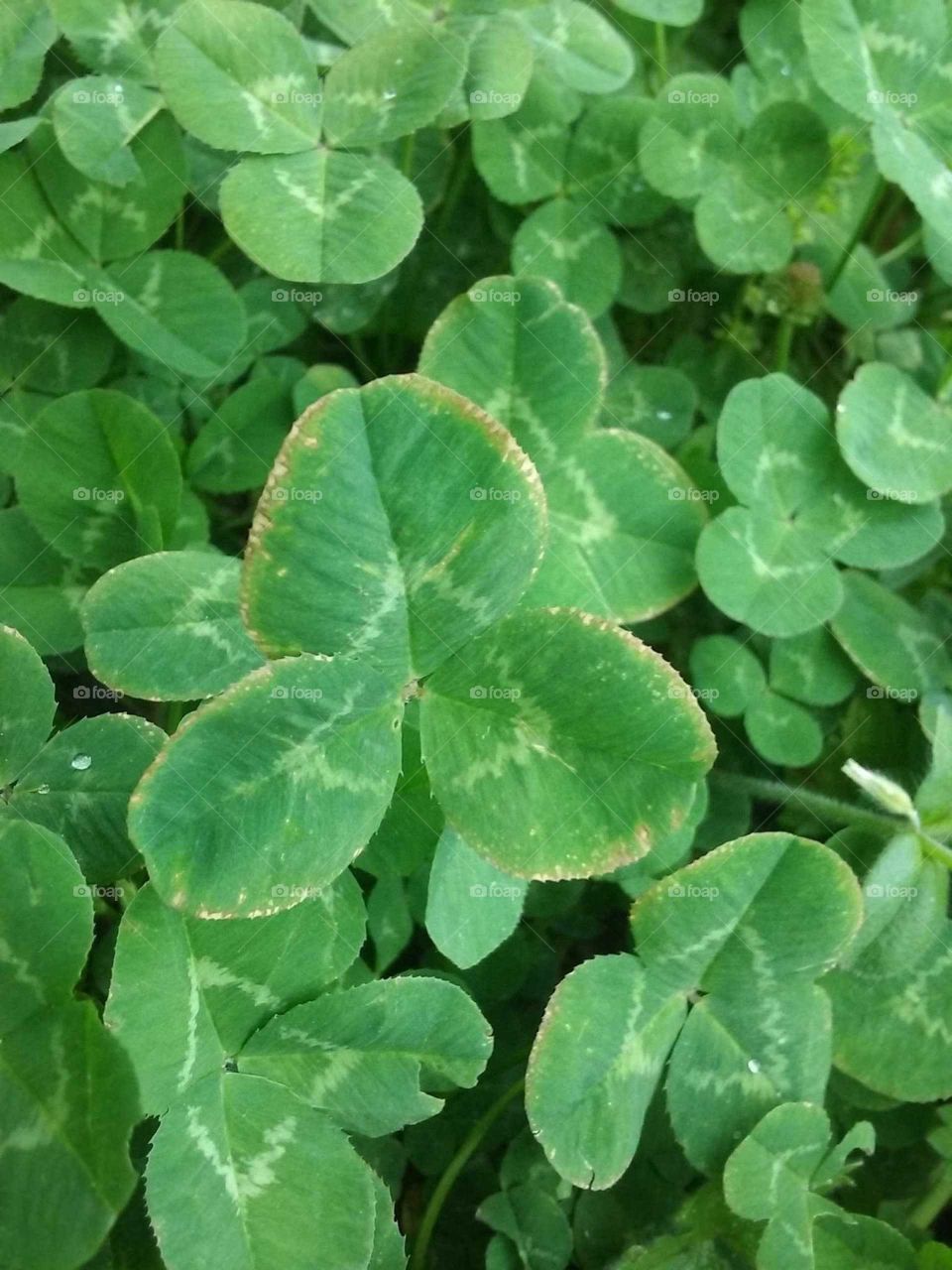 clover with gold edge