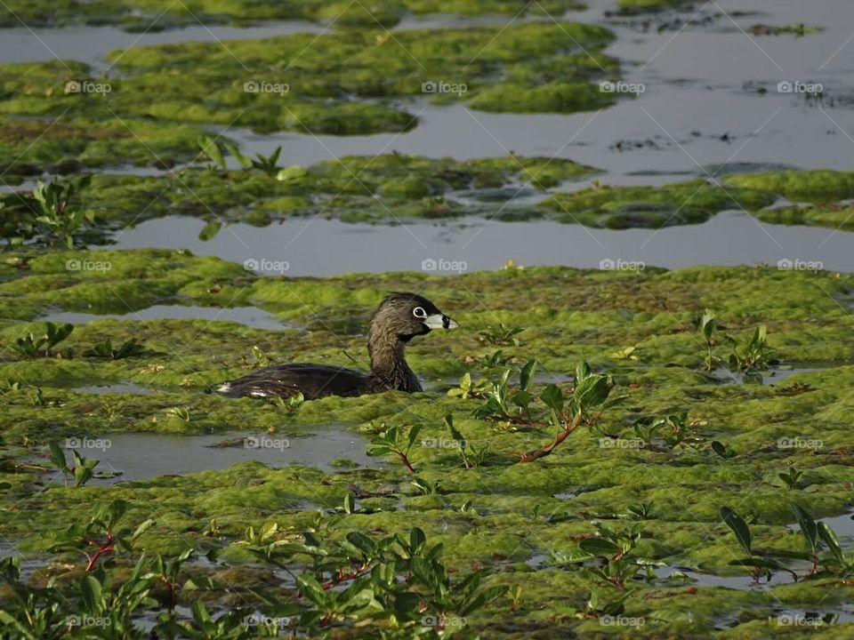 Pied Billed Grebe Floating Among Marsh Plants