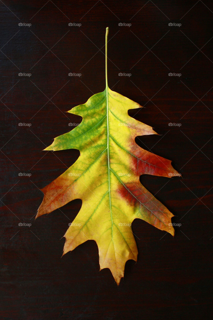 Colorful autumn leaf closeup