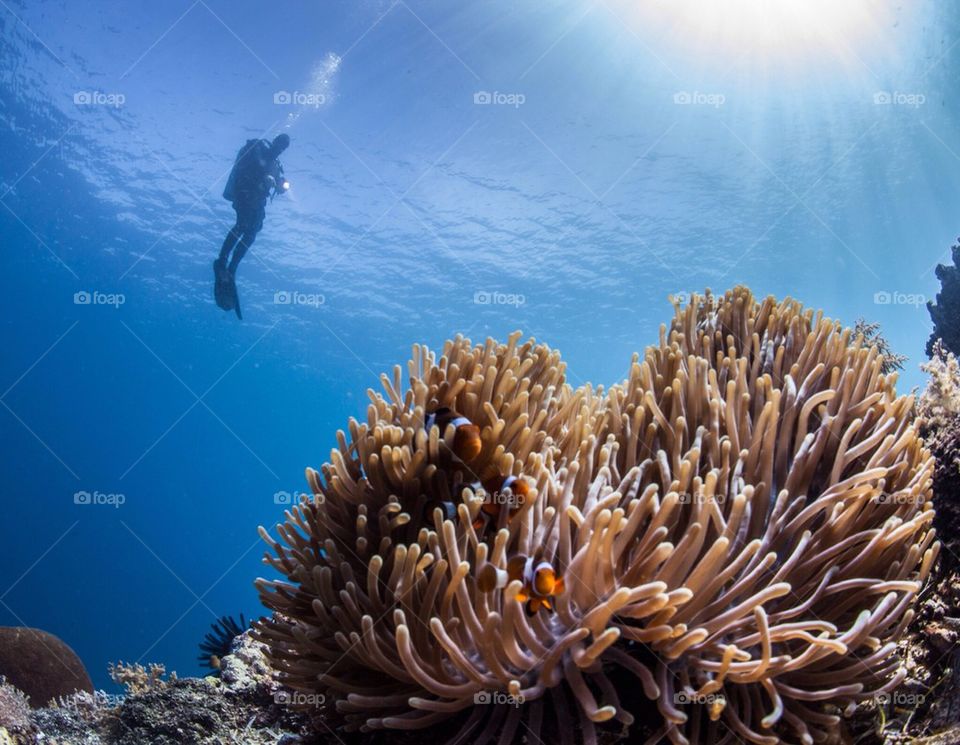 Diver and an anemone full of clownfish 