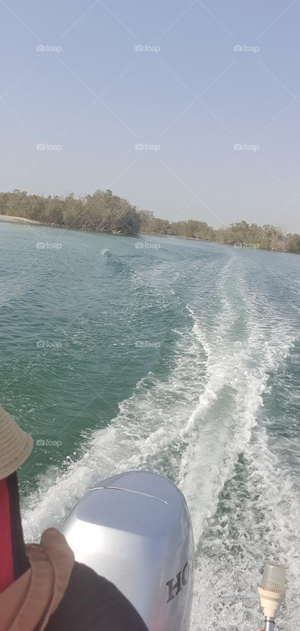 Exploring mangroves forest