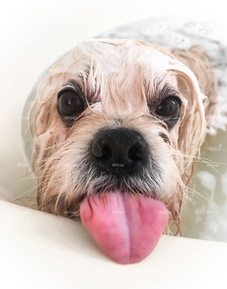 Portrait of dog sticking out tongue