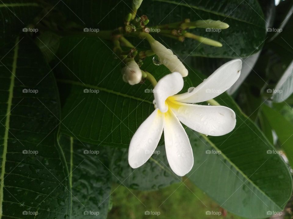 white flower seasonal fresh shurb small size looks very beautiful generally found everywhere