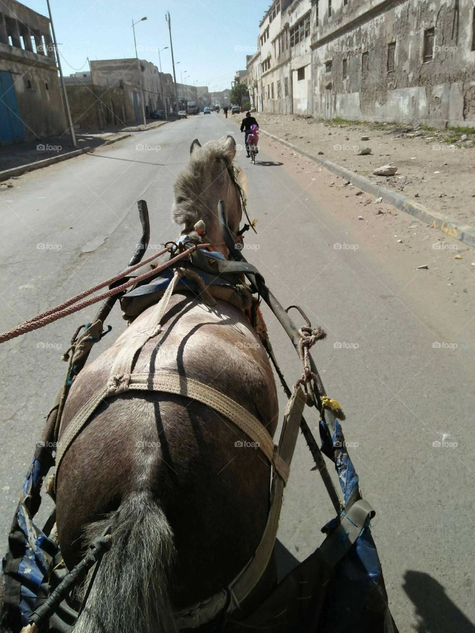 road trip by a horse.