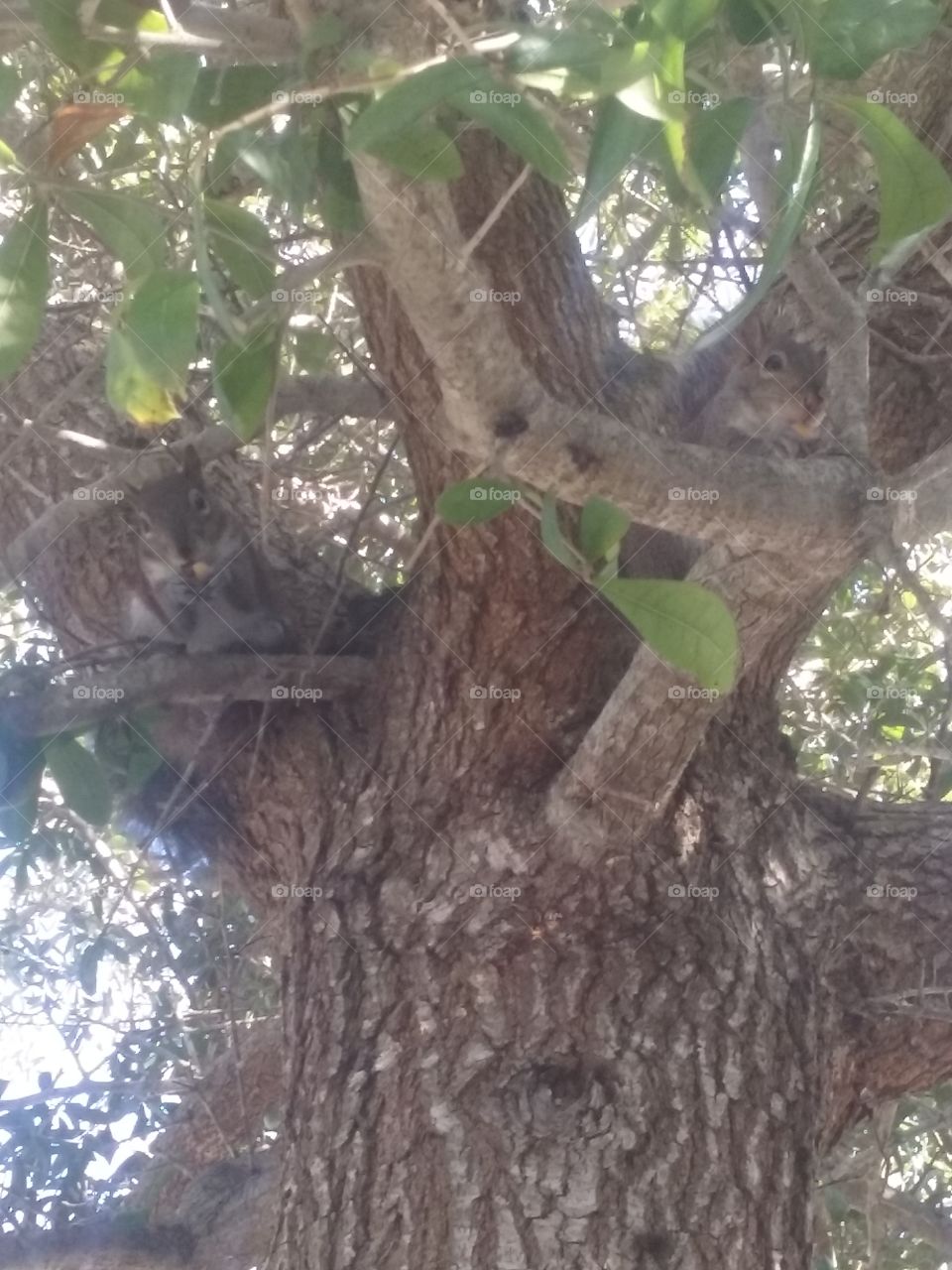 squirrel eating in tree