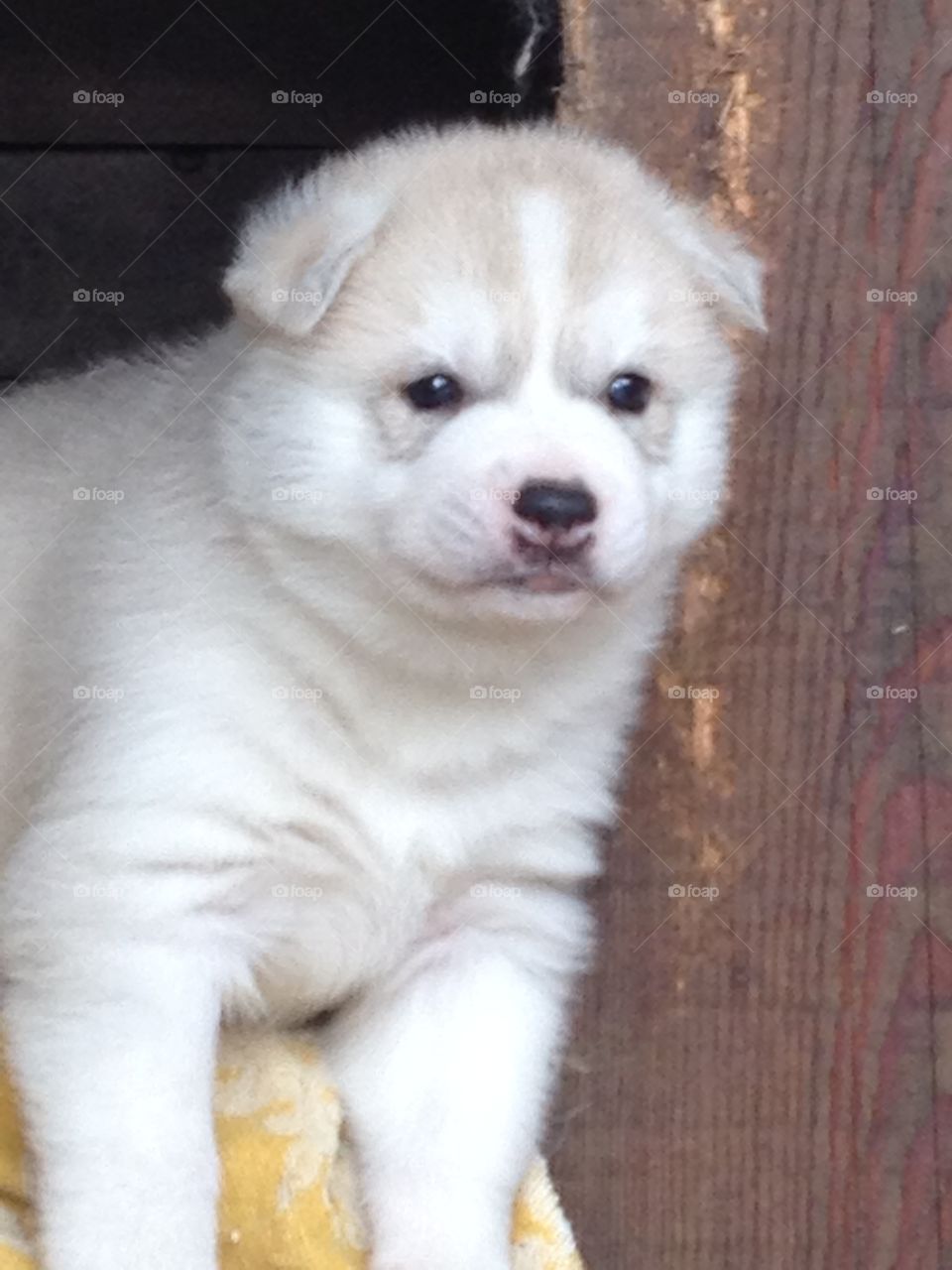 There is a better world with puppies