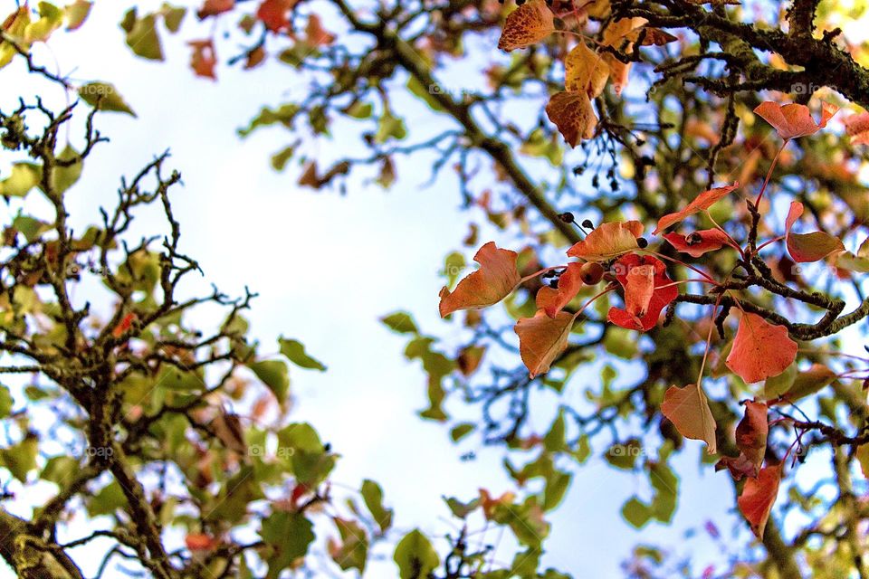 A picture of the sky accompanied by multicolored leaves going through the foliage process.