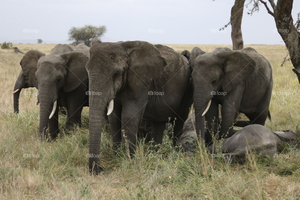 A big elephant family!